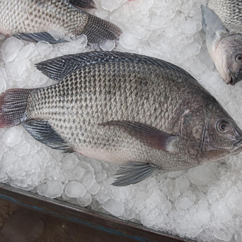 Whole Fried Tilapia — Medium